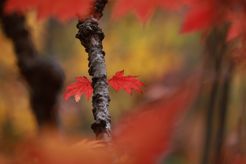 19年秋 紅葉を求めて 青森 秋田 山形 撮影の旅 ２日目 十二湖 車中泊ブログとphoto Gallery